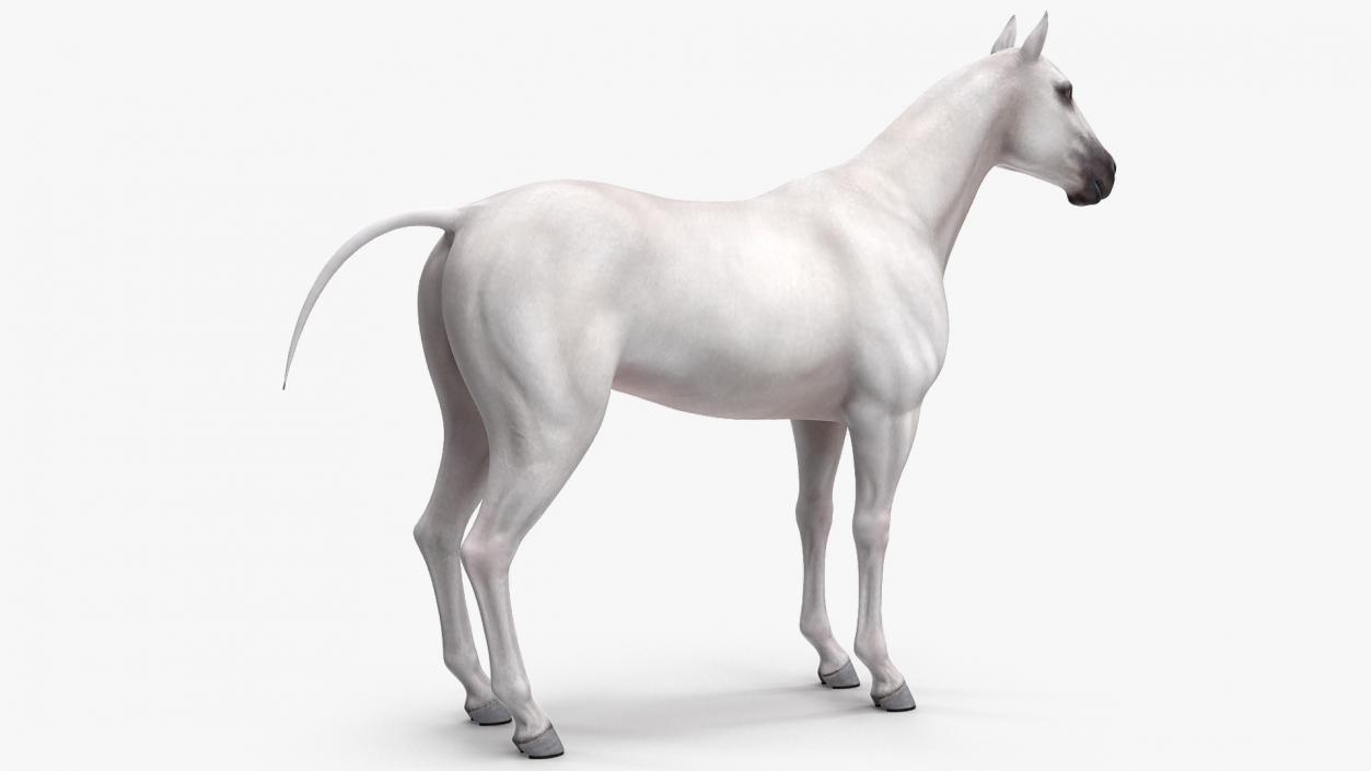 3D White Horse