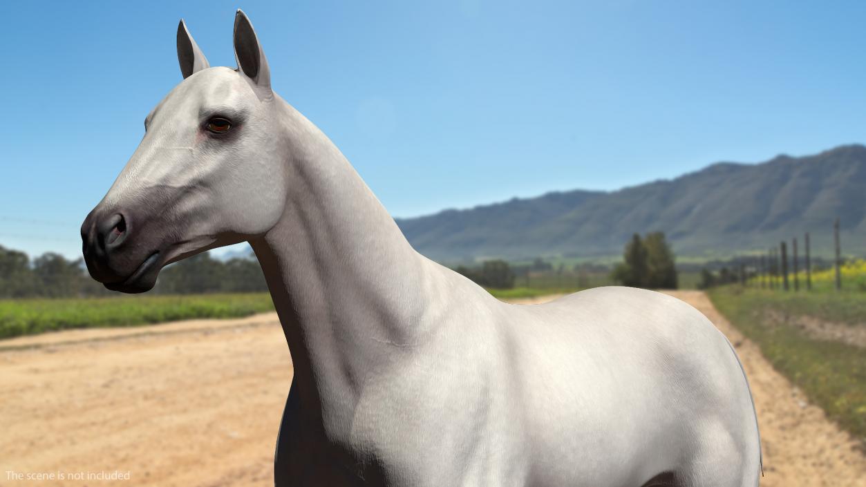 3D White Horse