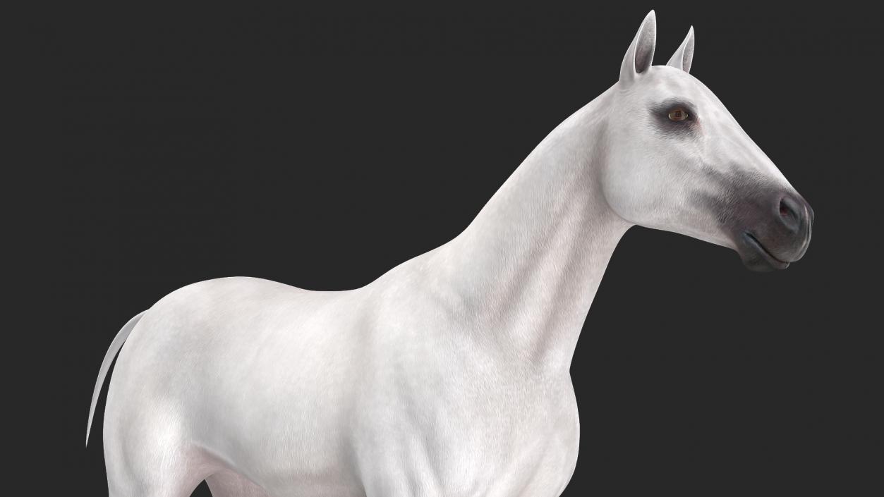 3D White Horse