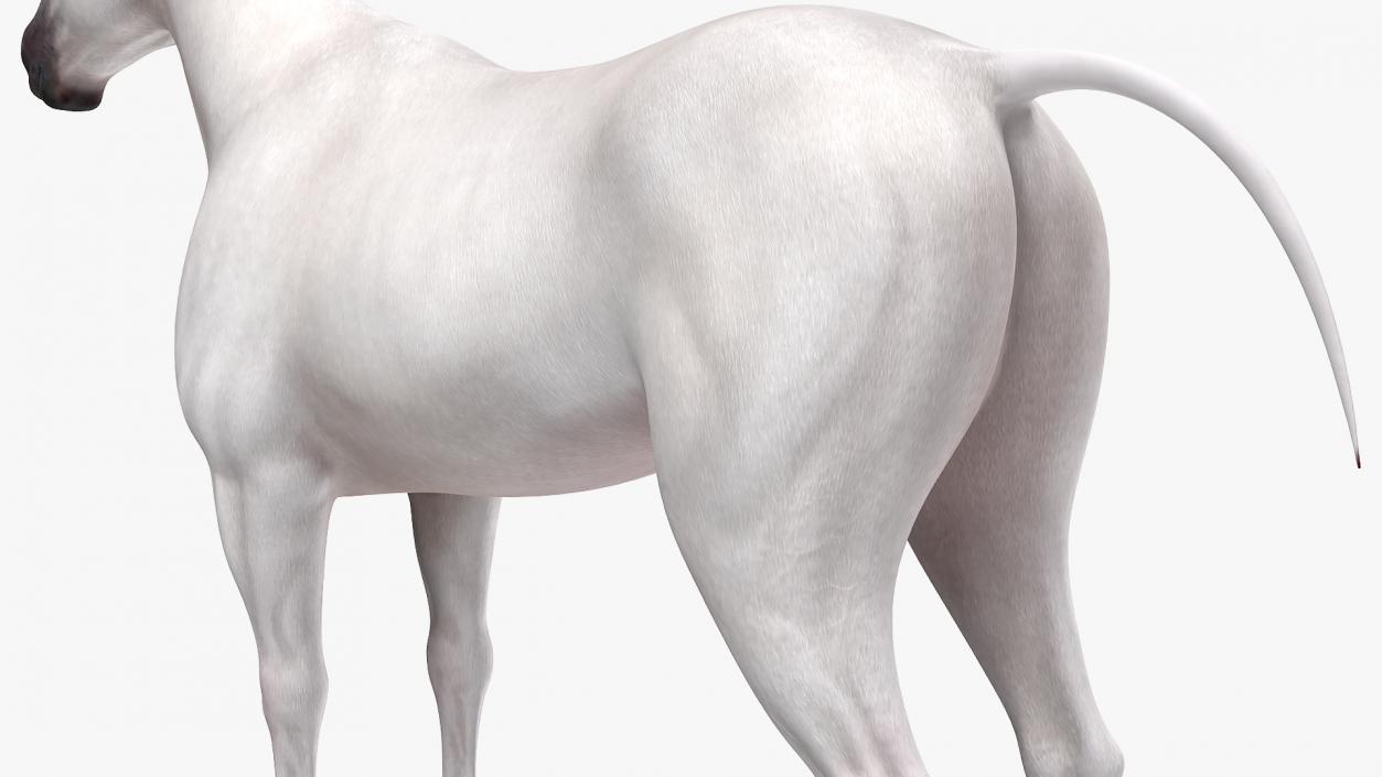 3D White Horse