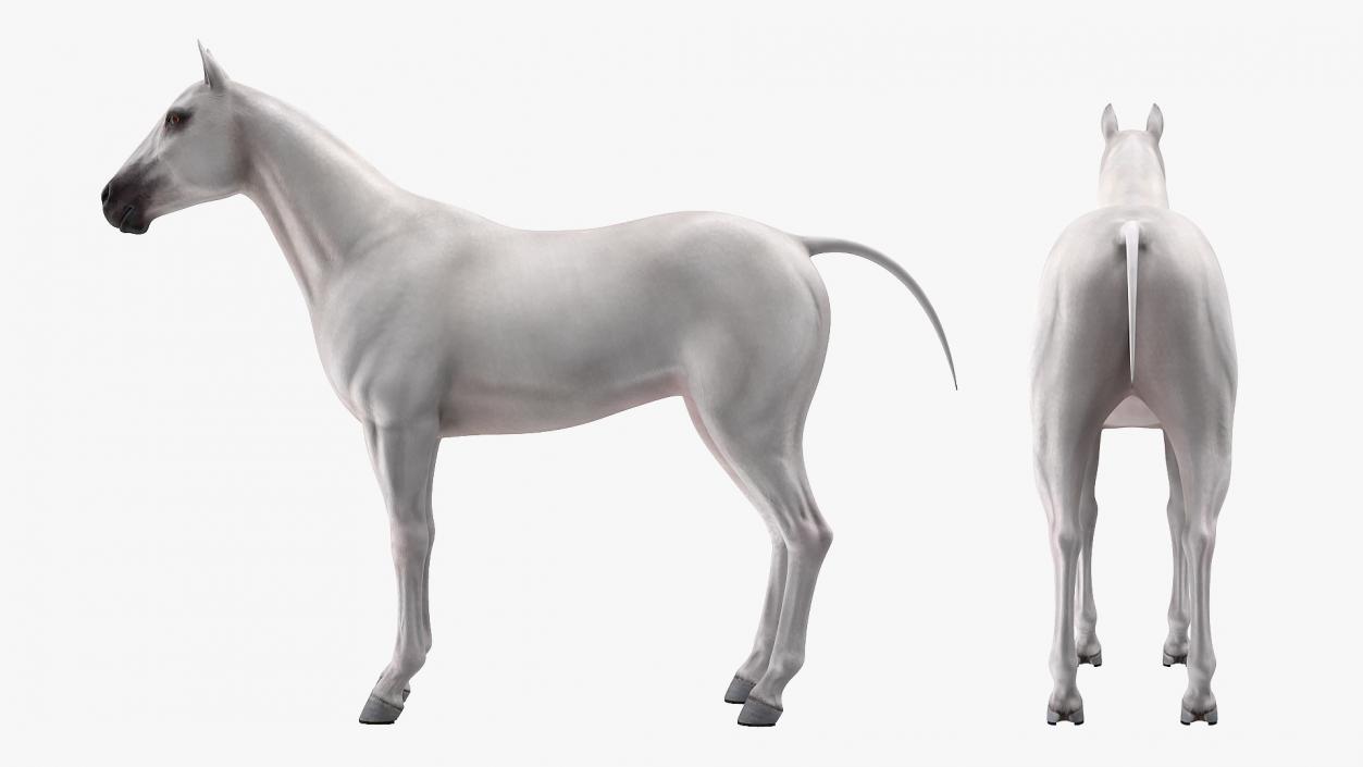 3D White Horse