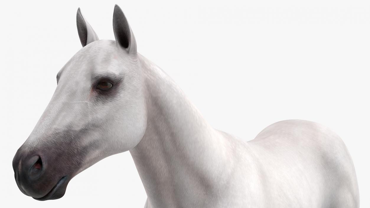 3D White Horse