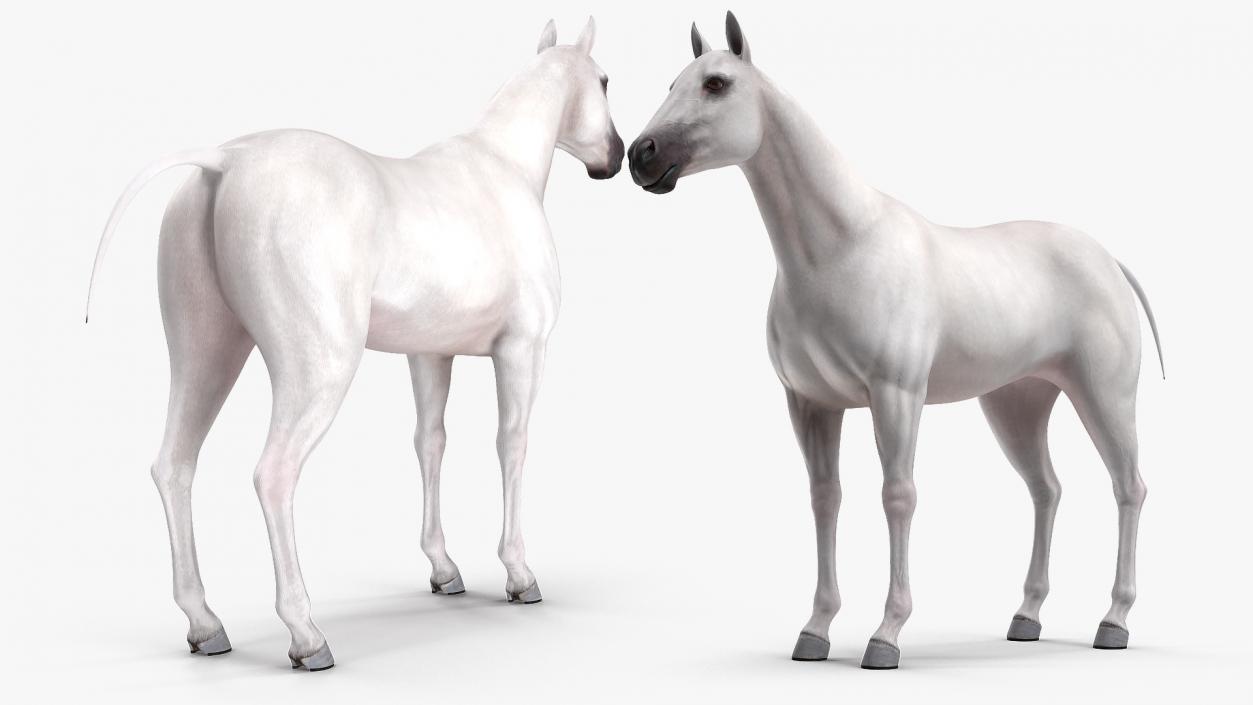 3D White Horse