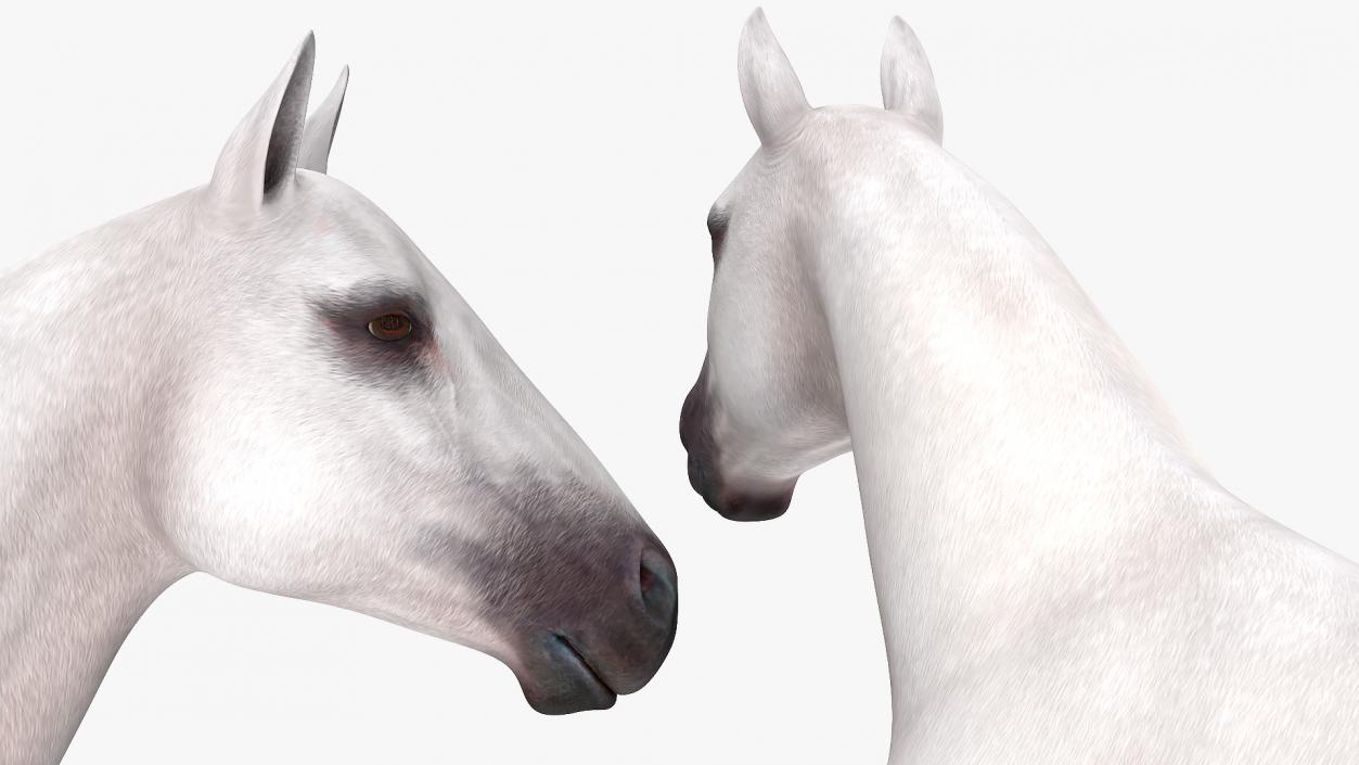 3D White Horse