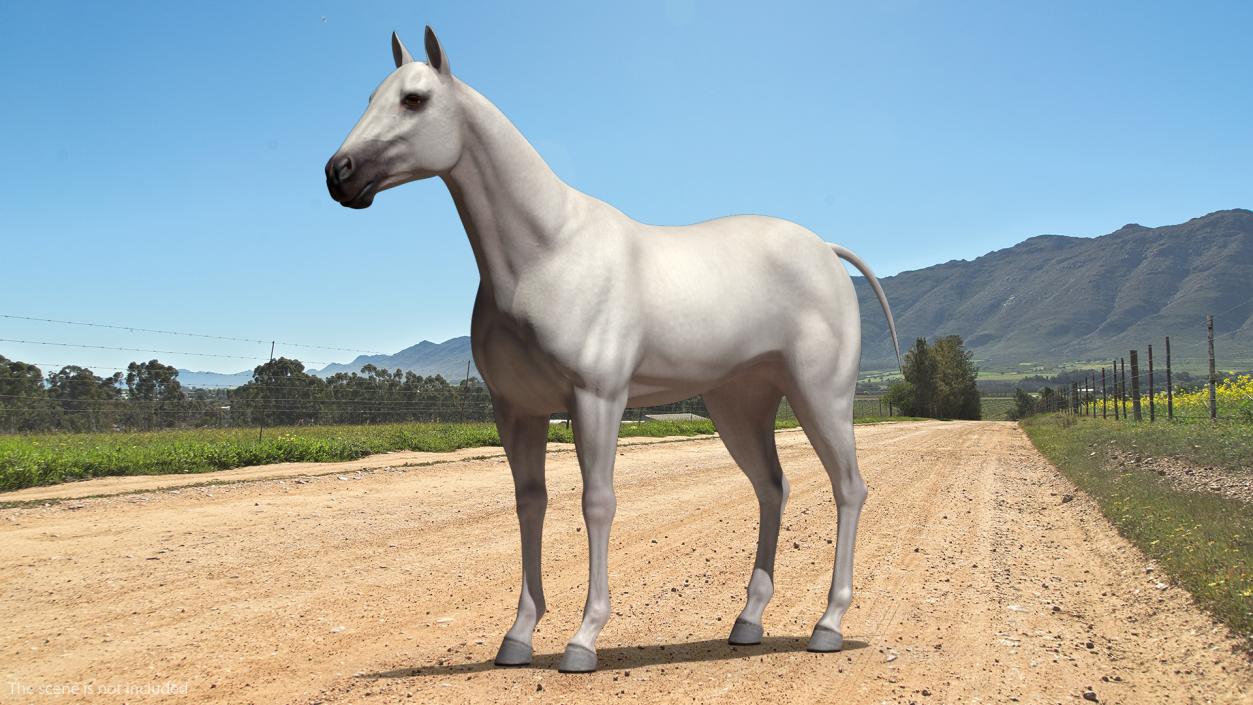 3D White Horse