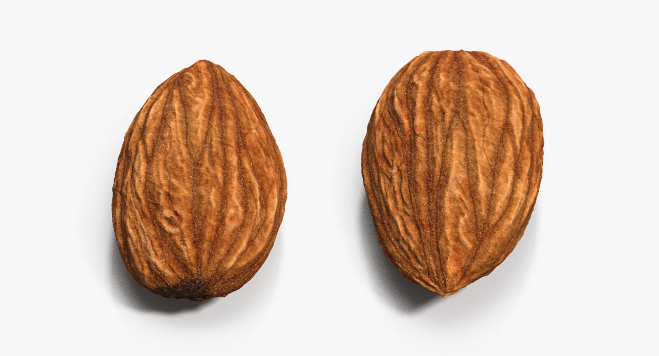 3D model Almond