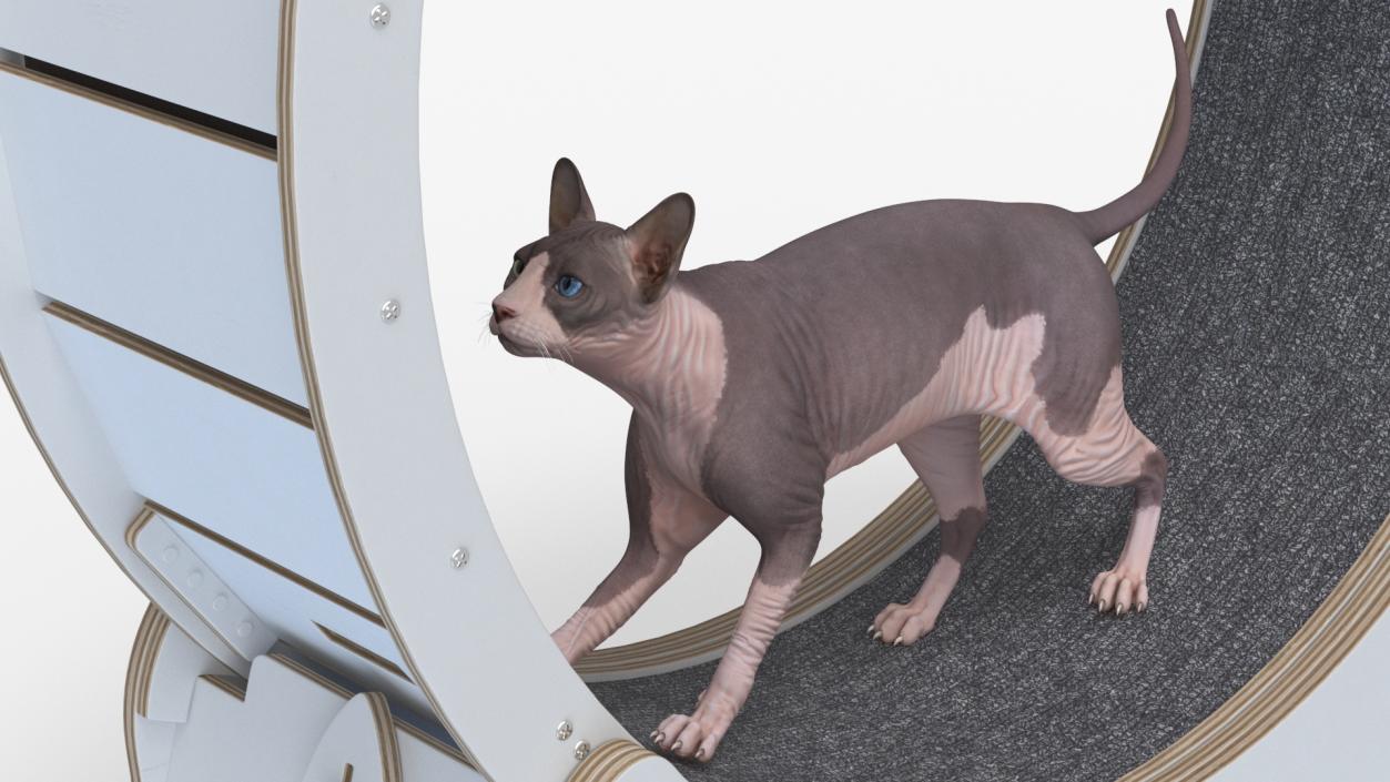 Sphynx Cat on Homegroove Exercise Wheel 3D model