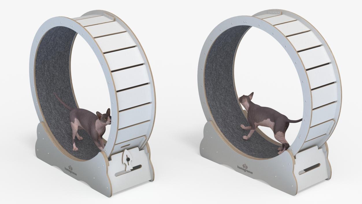 Sphynx Cat on Homegroove Exercise Wheel 3D model