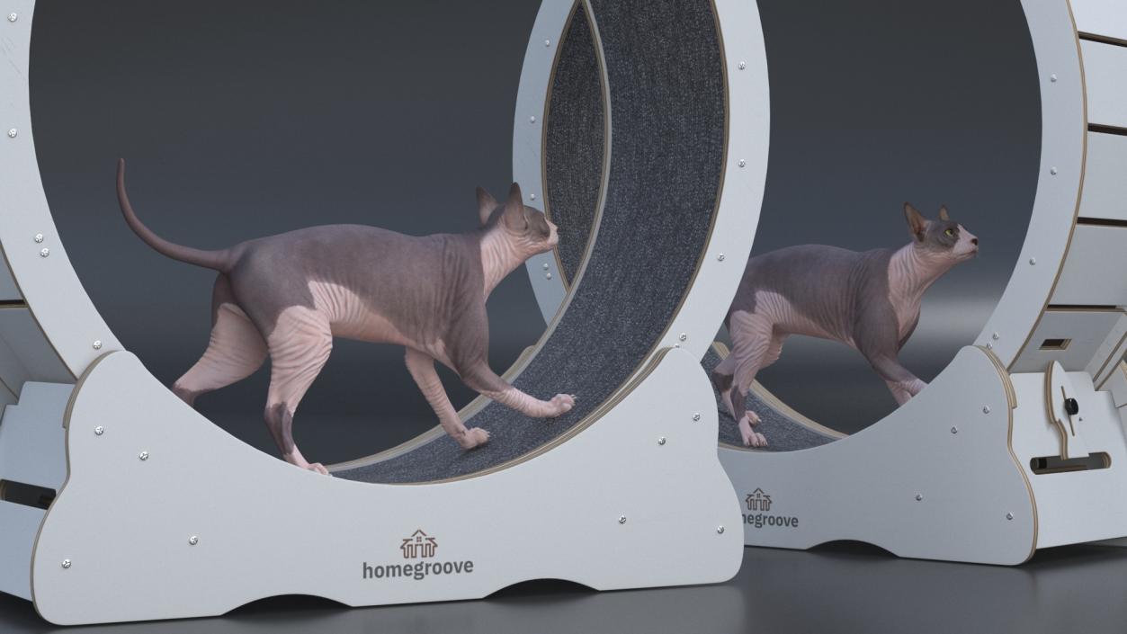 Sphynx Cat on Homegroove Exercise Wheel 3D model