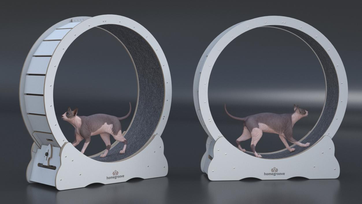 Sphynx Cat on Homegroove Exercise Wheel 3D model