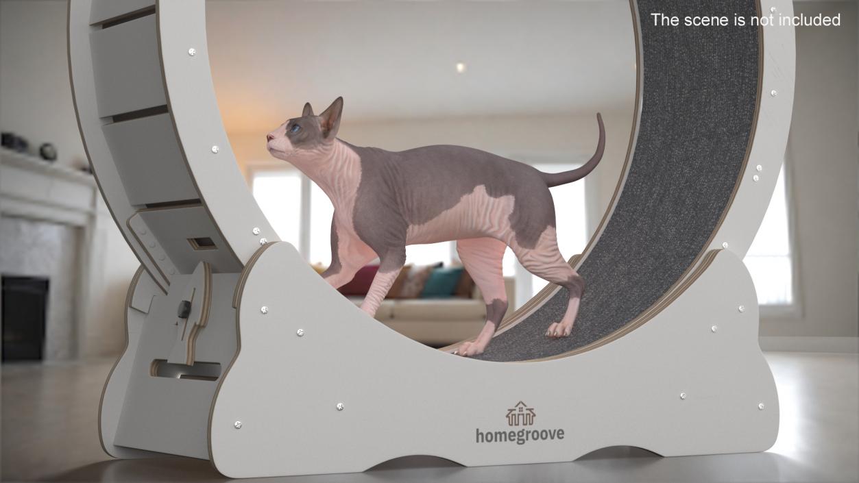 Sphynx Cat on Homegroove Exercise Wheel 3D model