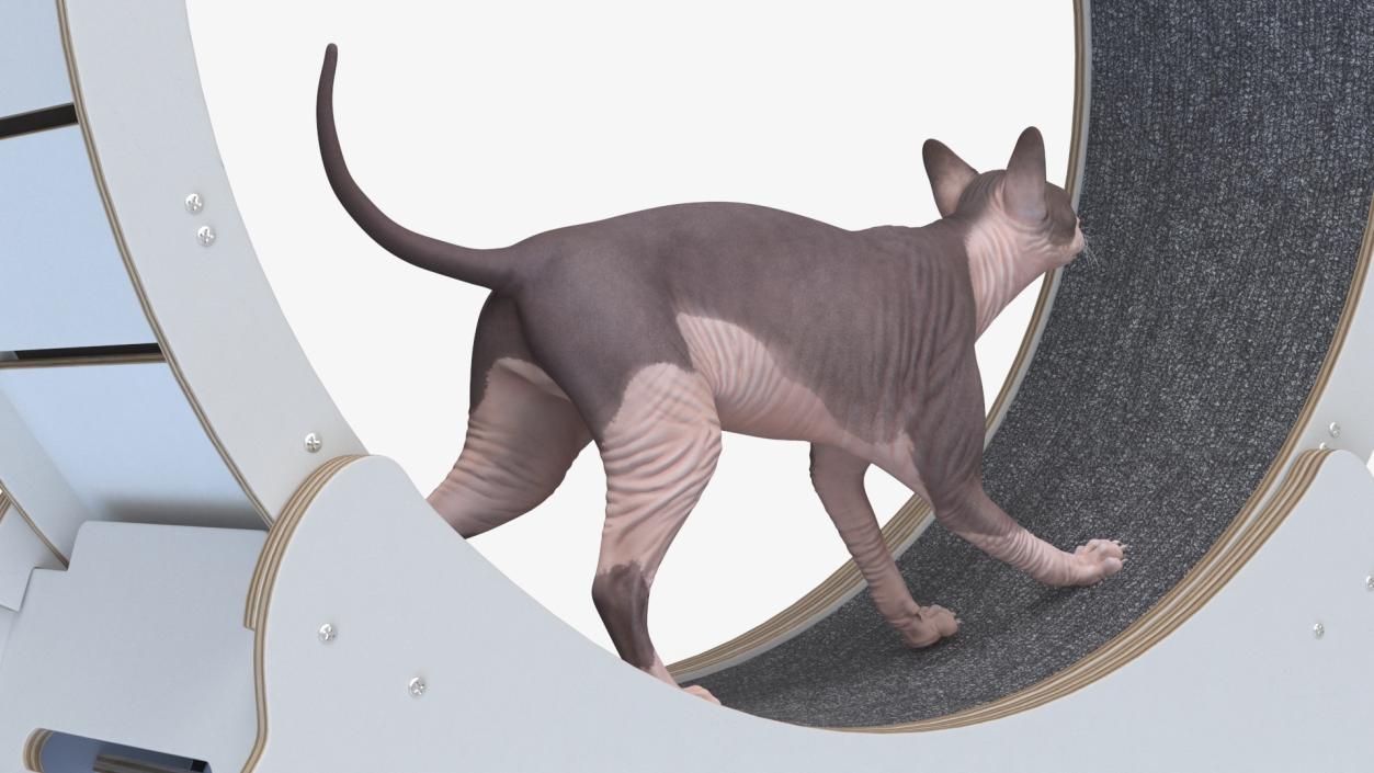 Sphynx Cat on Homegroove Exercise Wheel 3D model