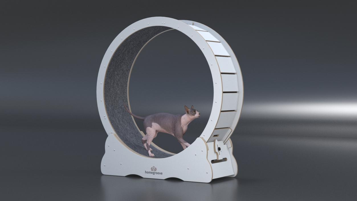 Sphynx Cat on Homegroove Exercise Wheel 3D model