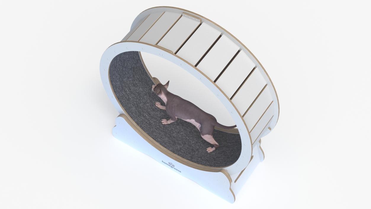 Sphynx Cat on Homegroove Exercise Wheel 3D model