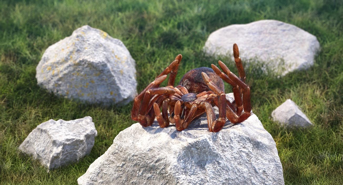 3D Goliath Birdeater Dead Pose with Fur