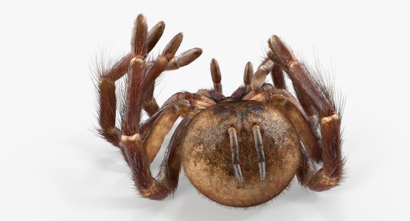 3D Goliath Birdeater Dead Pose with Fur