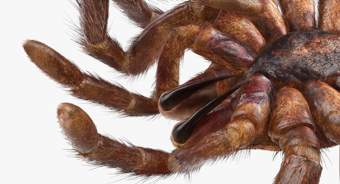 3D Goliath Birdeater Dead Pose with Fur