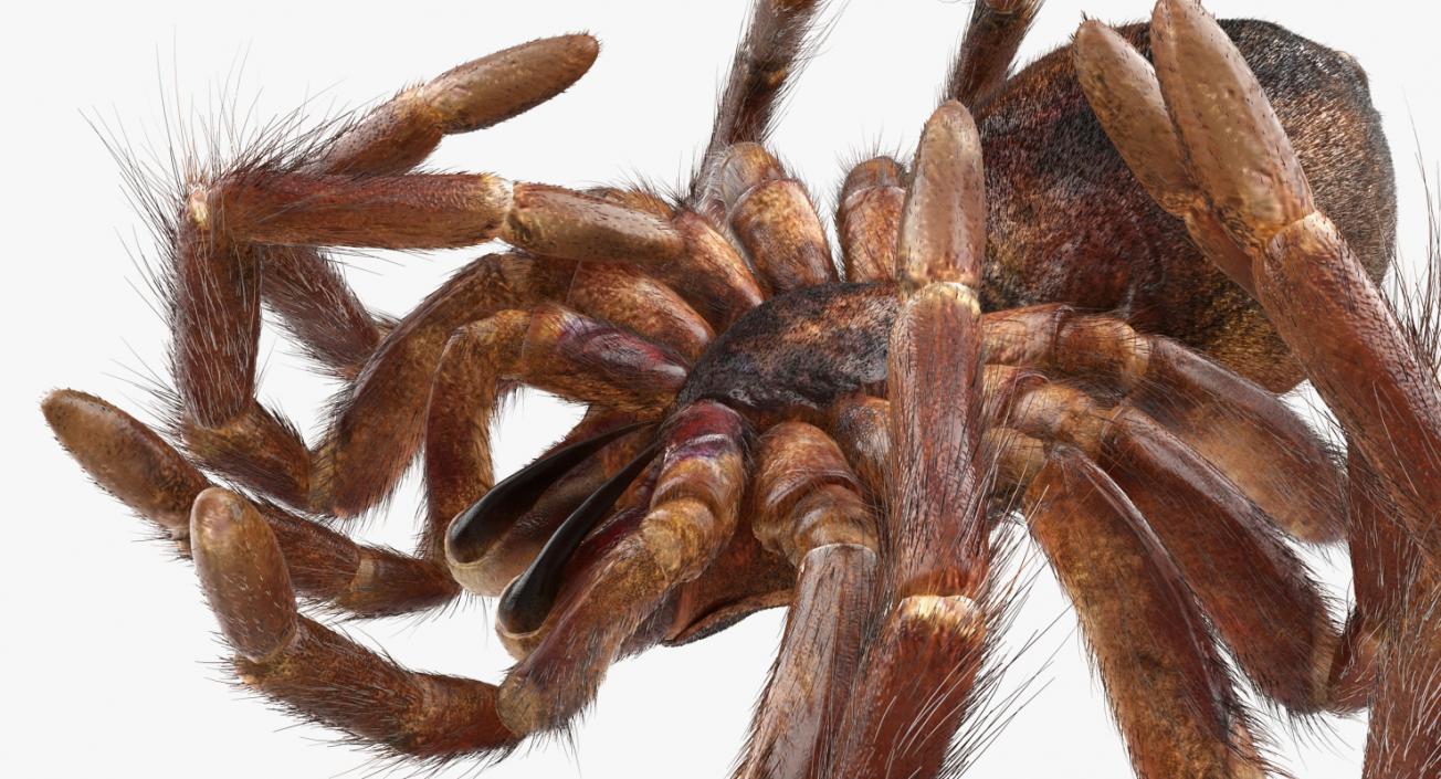 3D Goliath Birdeater Dead Pose with Fur