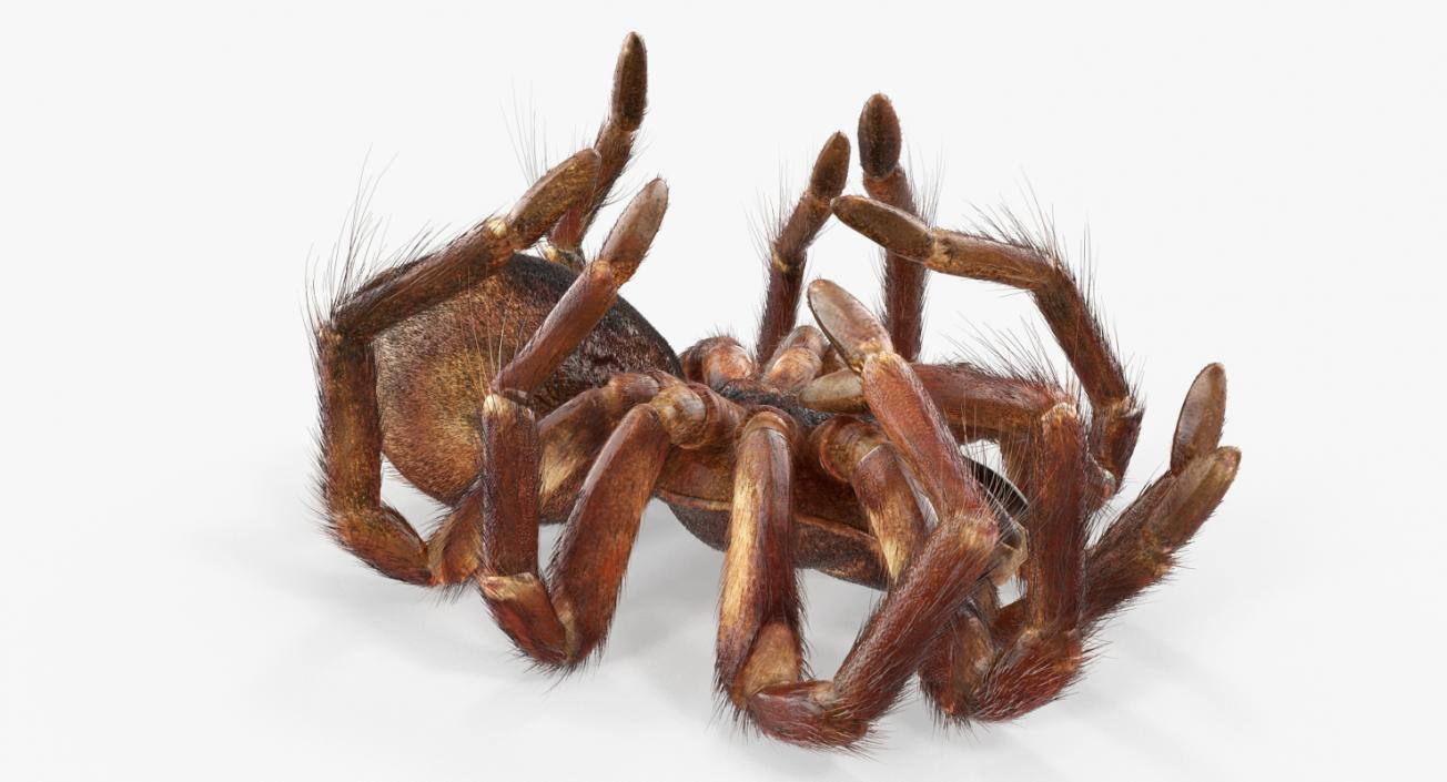 3D Goliath Birdeater Dead Pose with Fur