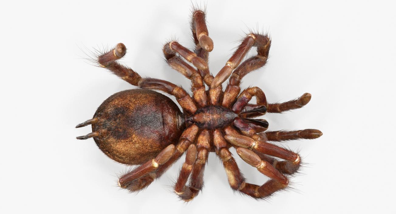 3D Goliath Birdeater Dead Pose with Fur