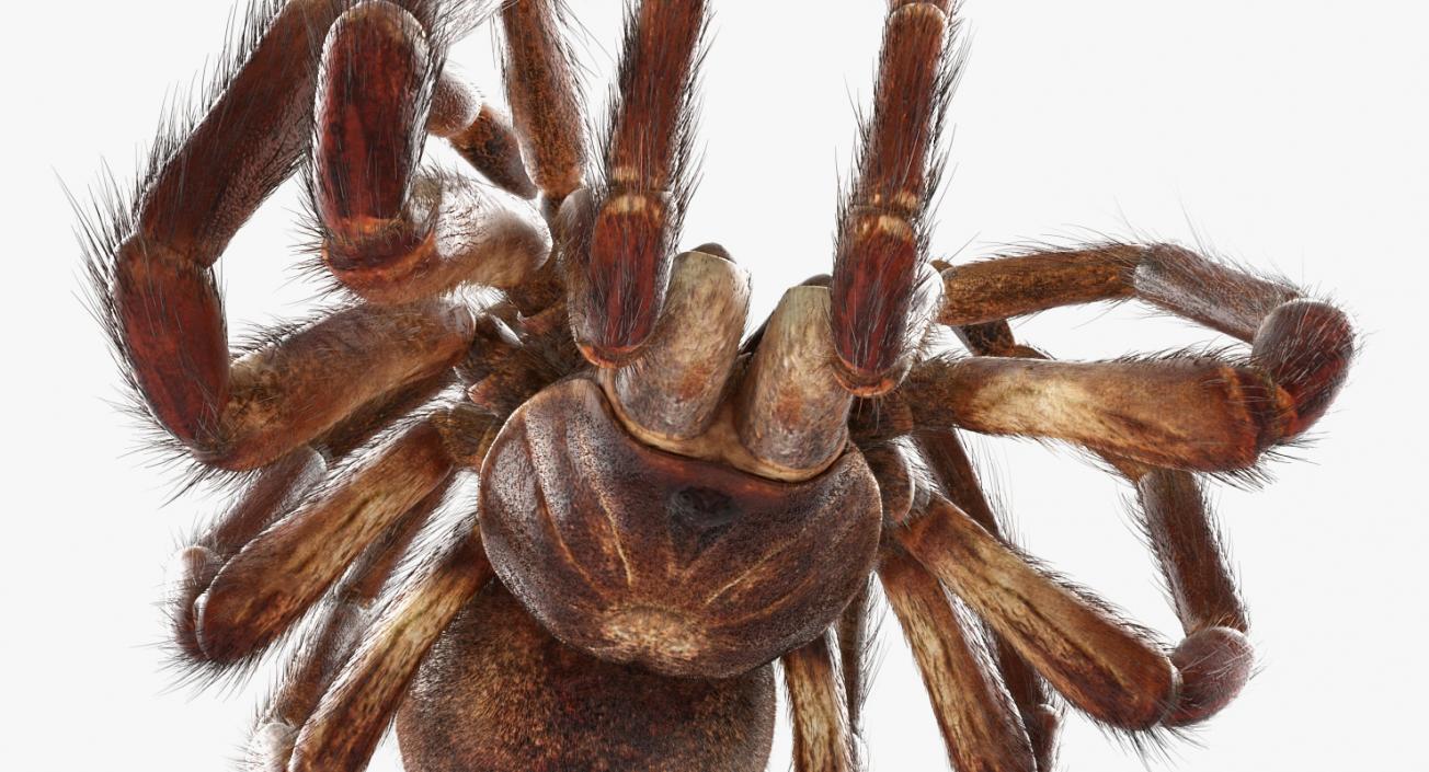 3D Goliath Birdeater Dead Pose with Fur