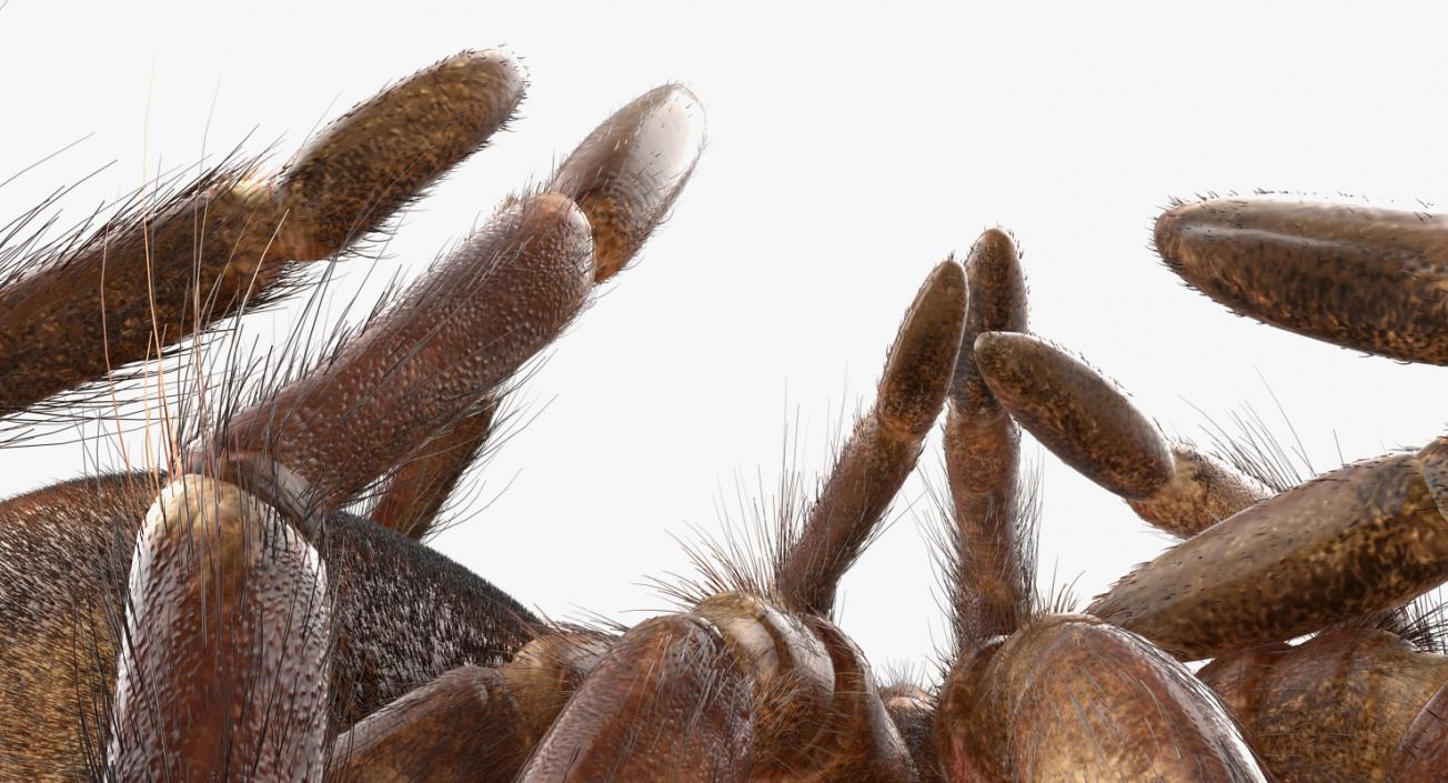 3D Goliath Birdeater Dead Pose with Fur