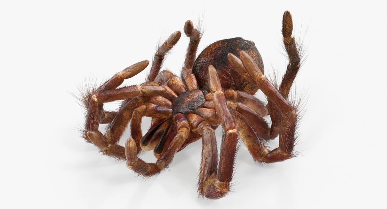 3D Goliath Birdeater Dead Pose with Fur