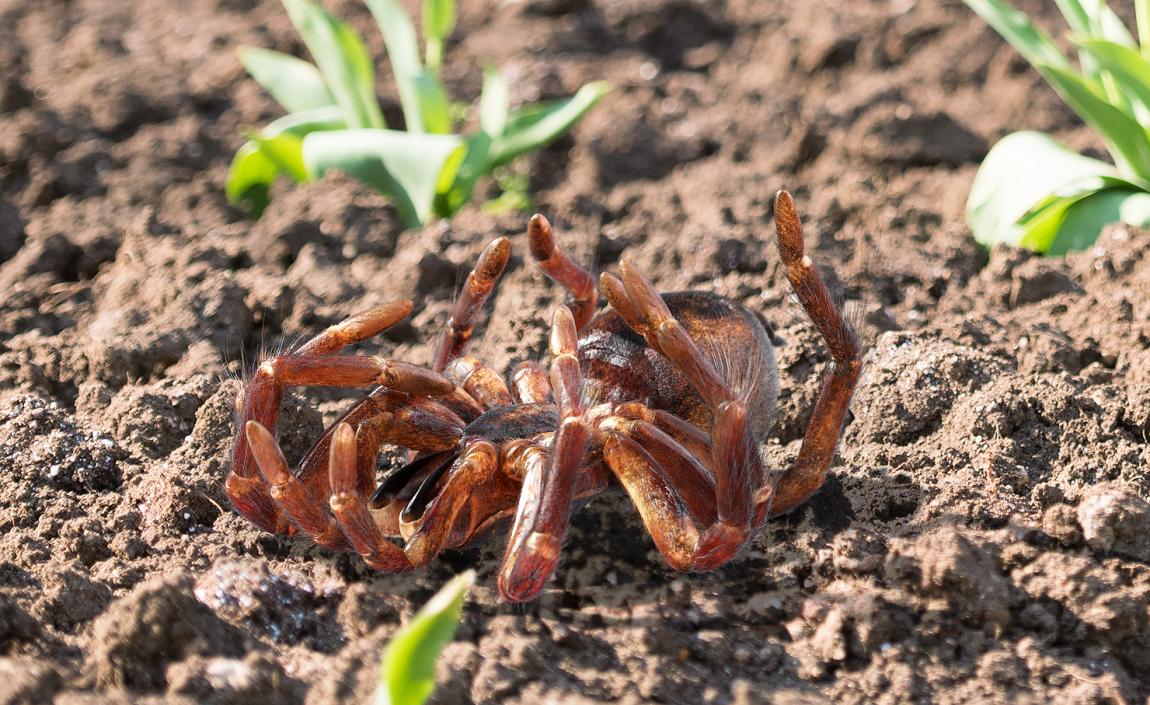 3D Goliath Birdeater Dead Pose with Fur