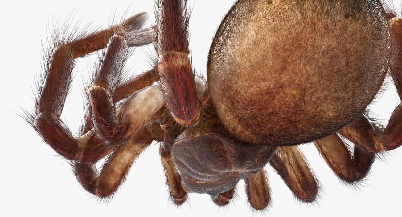 3D Goliath Birdeater Dead Pose with Fur