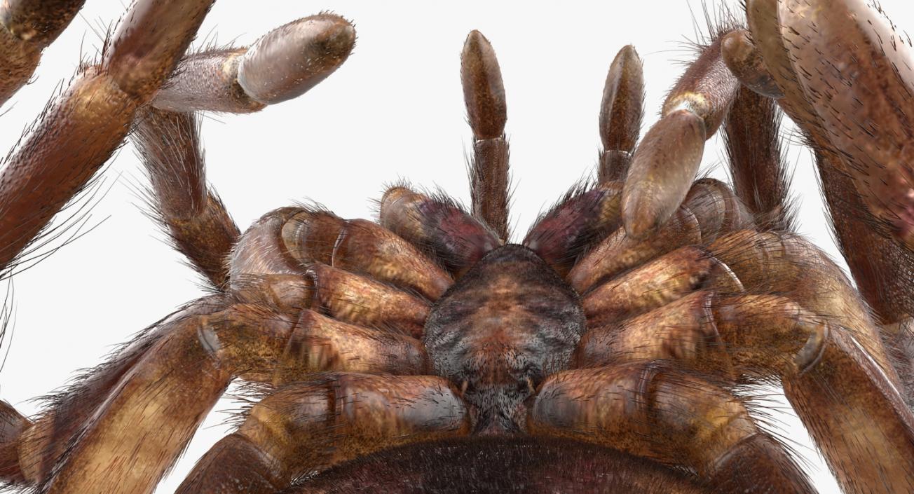 3D Goliath Birdeater Dead Pose with Fur