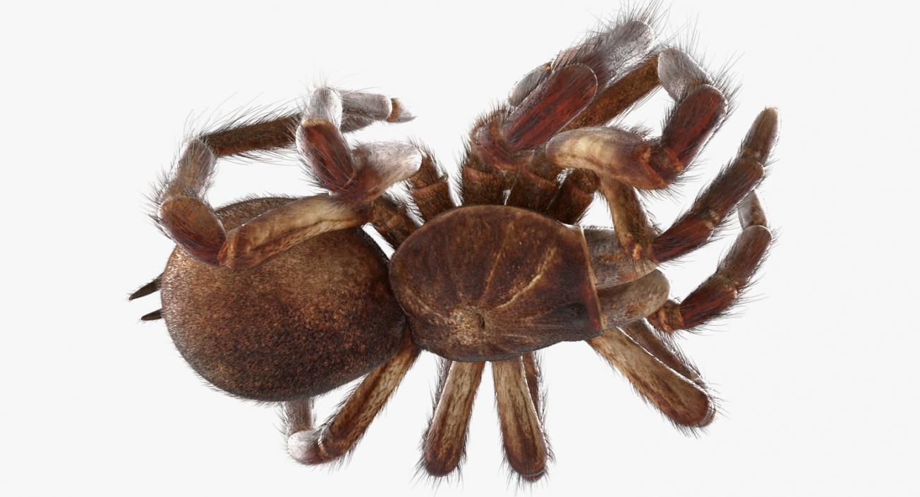 3D Goliath Birdeater Dead Pose with Fur