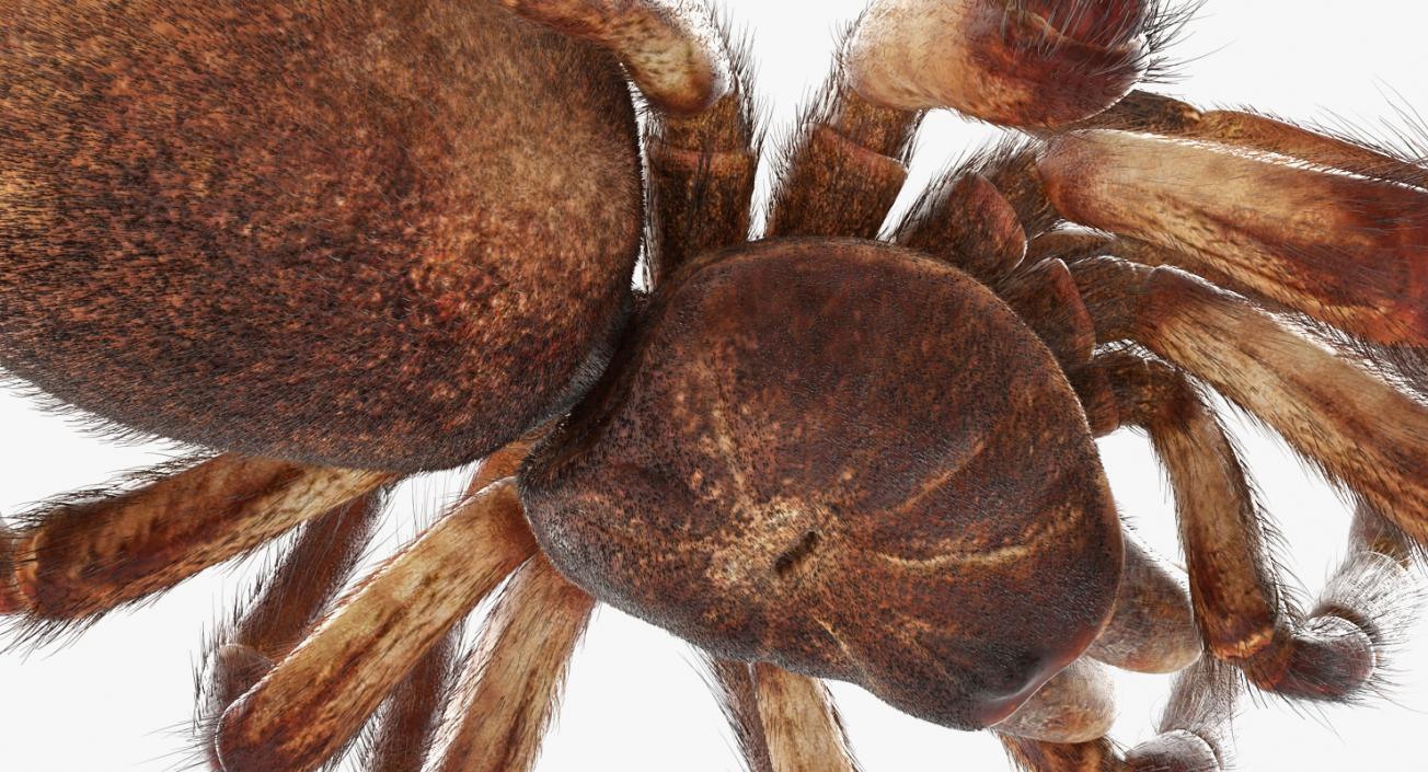 3D Goliath Birdeater Dead Pose with Fur