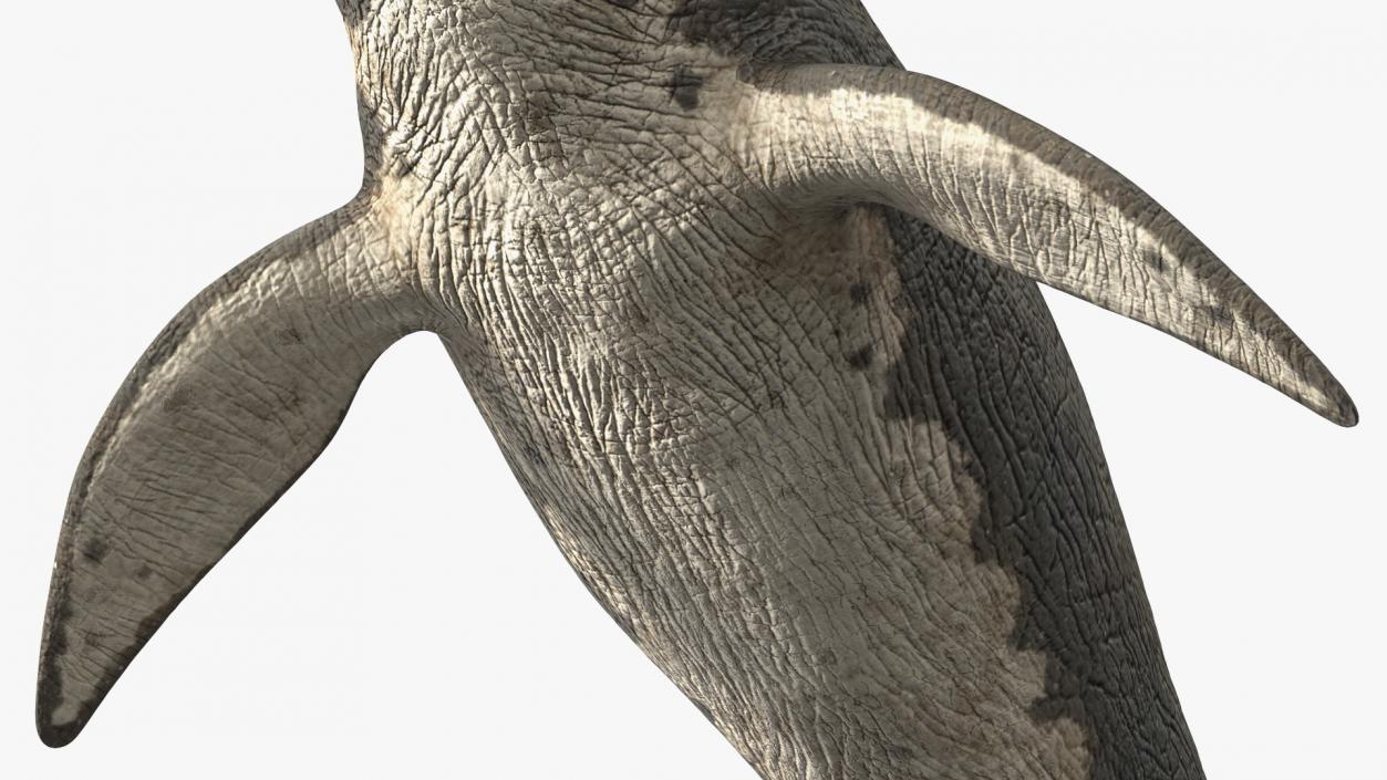 3D Mosasaurus Rigged for Maya