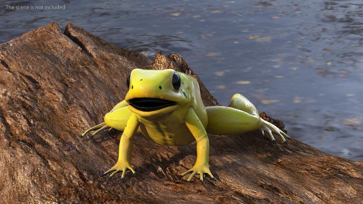 3D Golden Poison Frog model