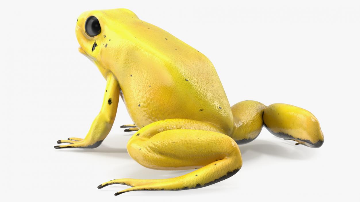 3D Golden Poison Frog model