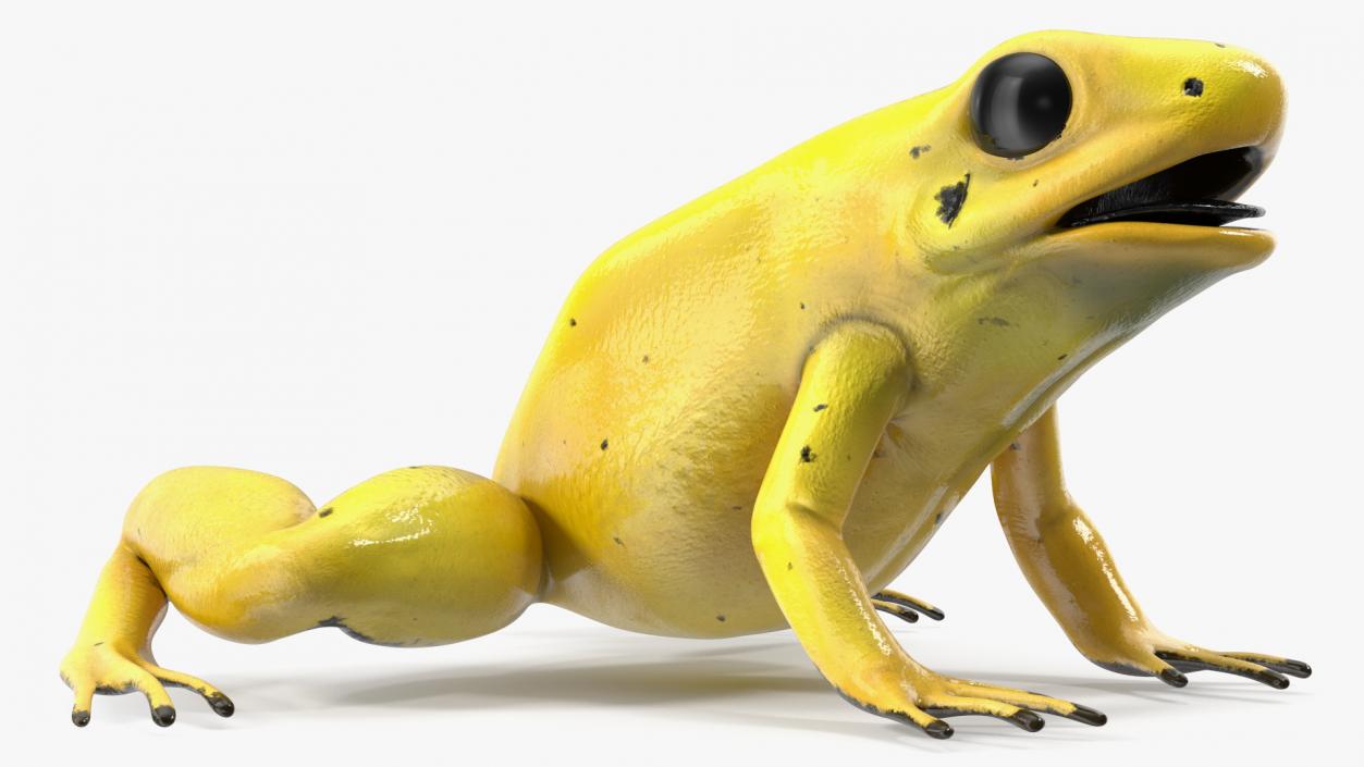 3D Golden Poison Frog model