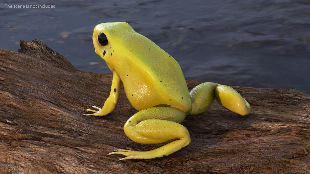 3D Golden Poison Frog model