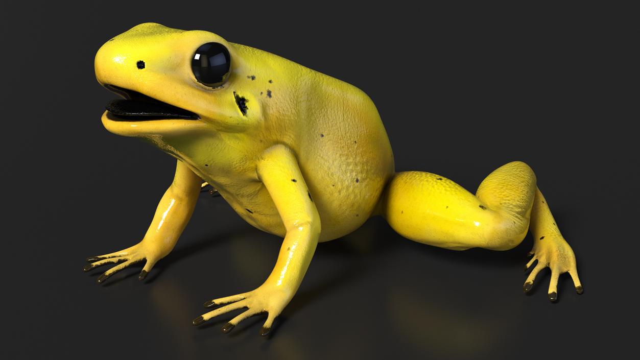 3D Golden Poison Frog model