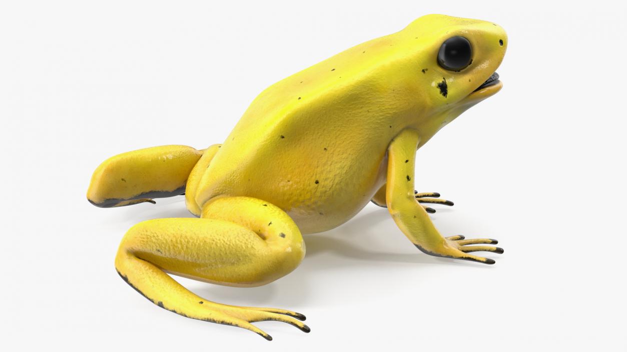 3D Golden Poison Frog model