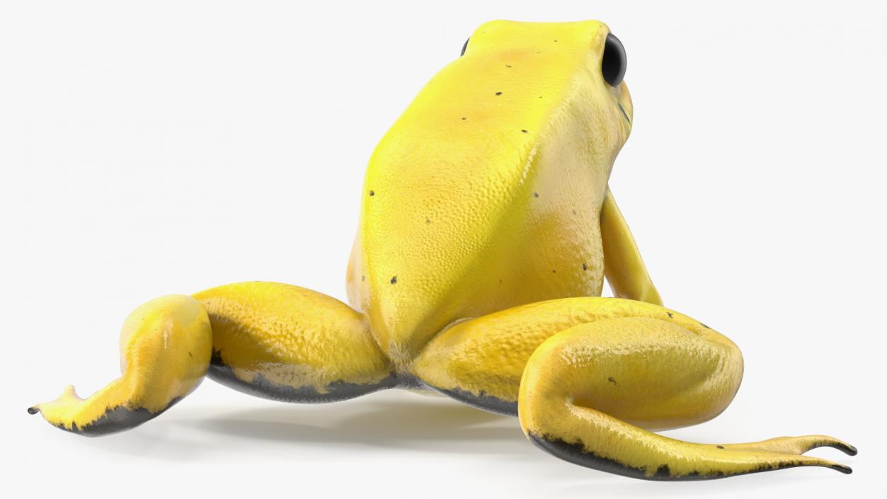 3D Golden Poison Frog model