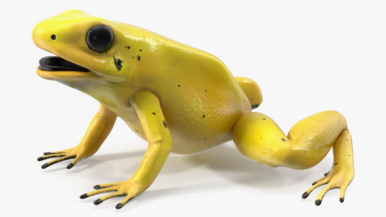 3D Golden Poison Frog model