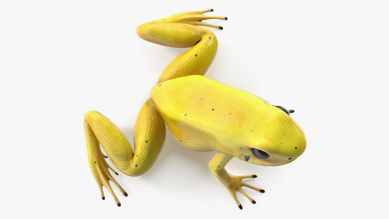 3D Golden Poison Frog model