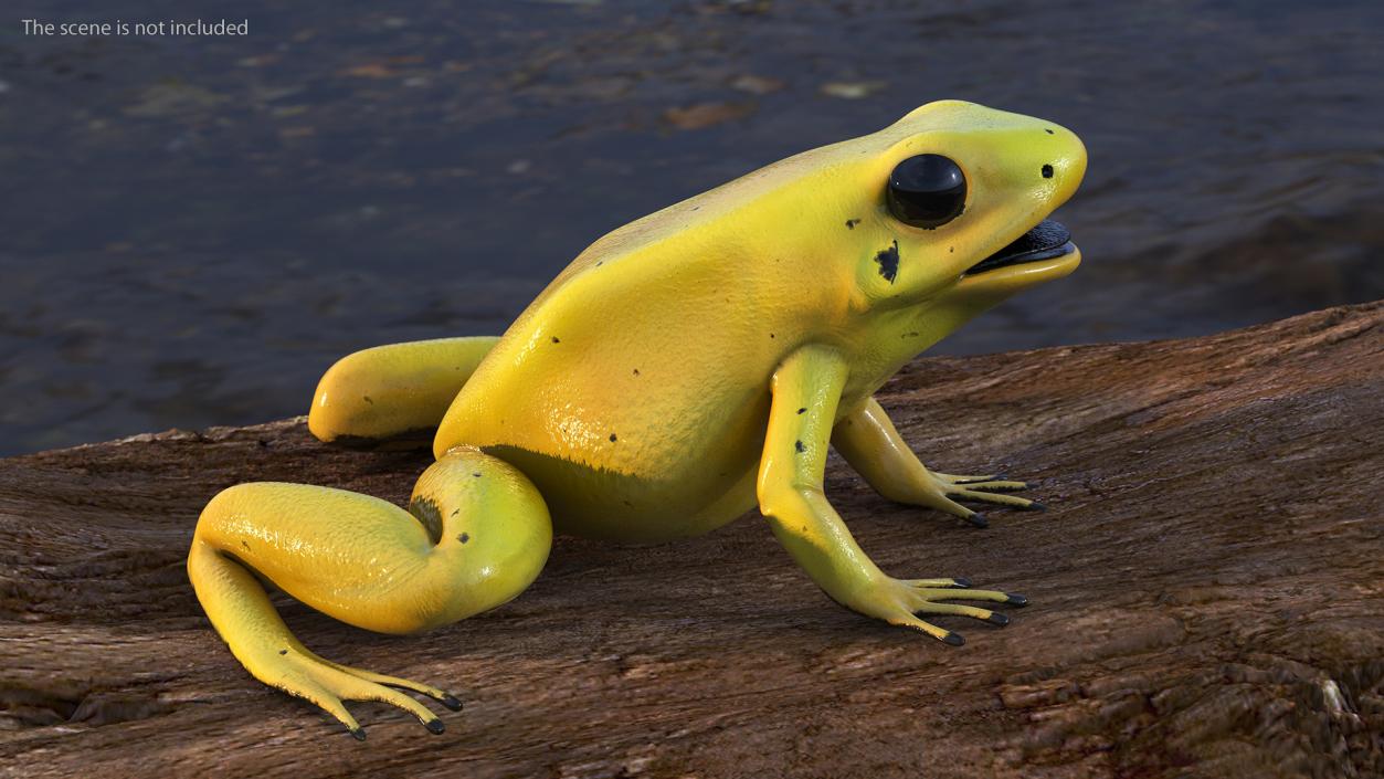 3D Golden Poison Frog model