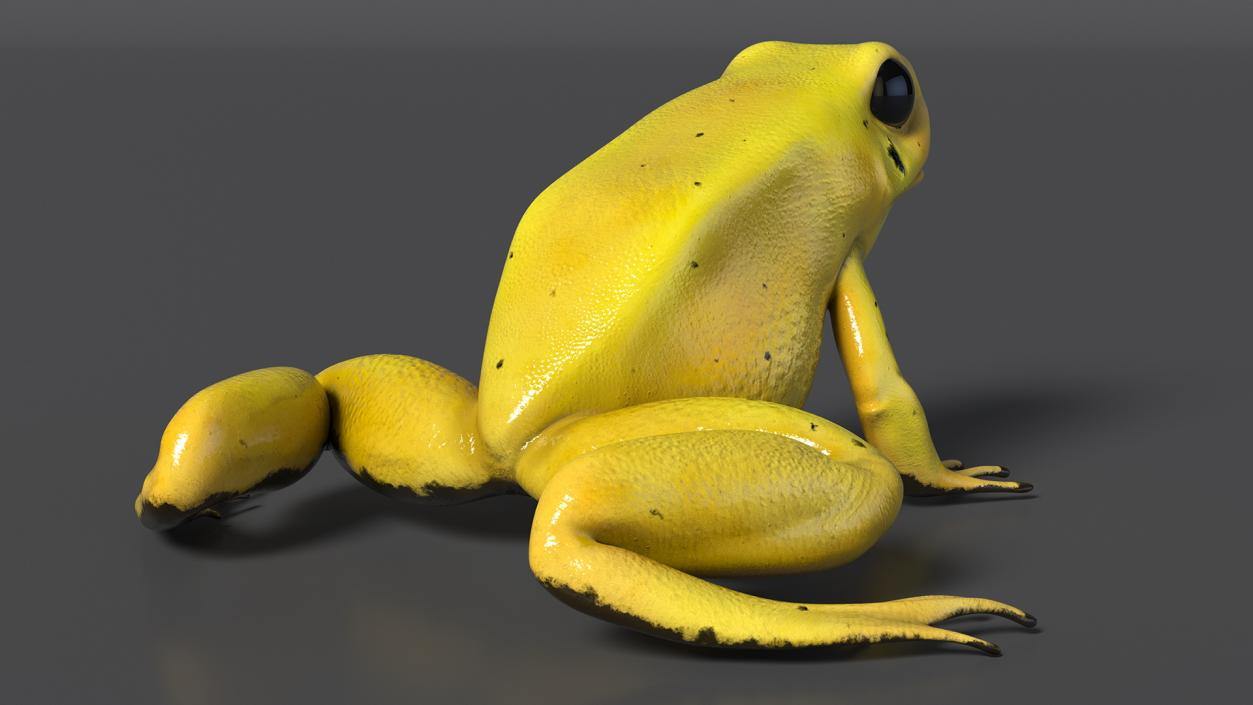 3D Golden Poison Frog model