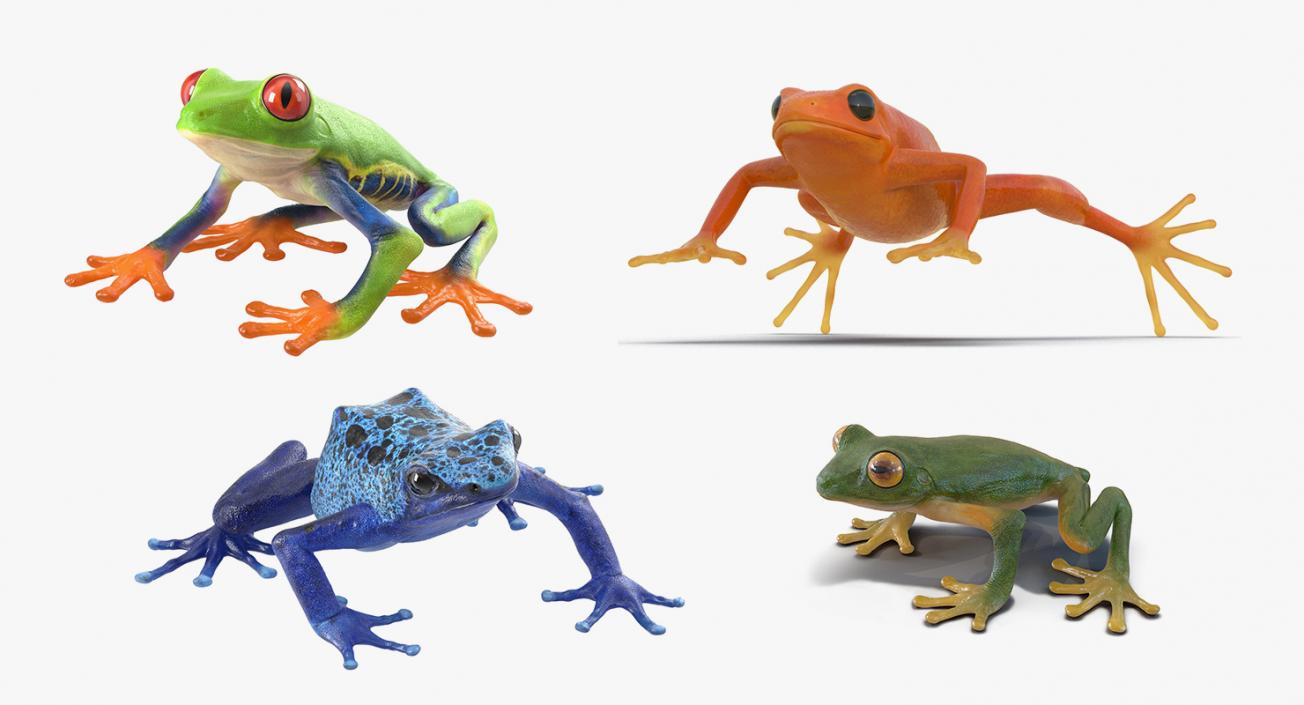 Frogs 3D Model Collection 2 3D