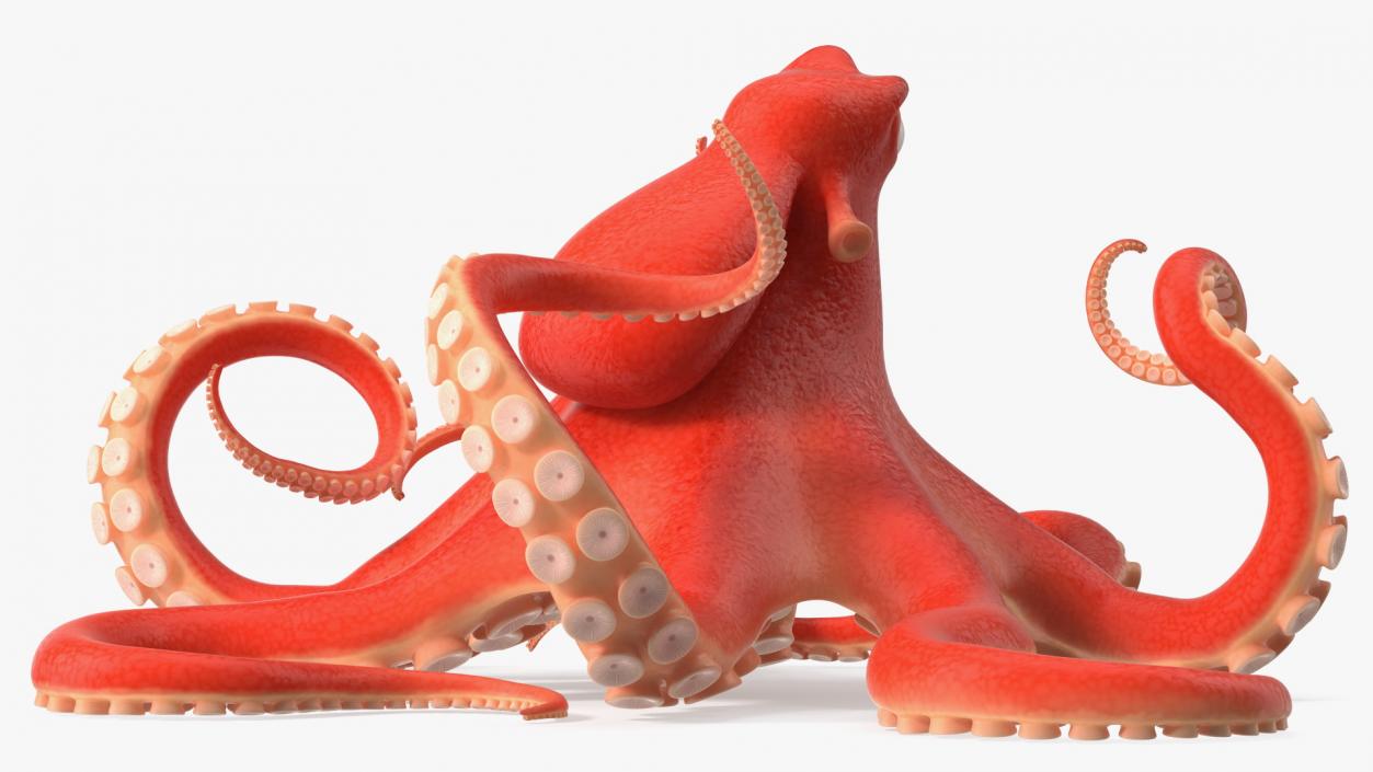 Cartoon Octopus Moving Pose 3D