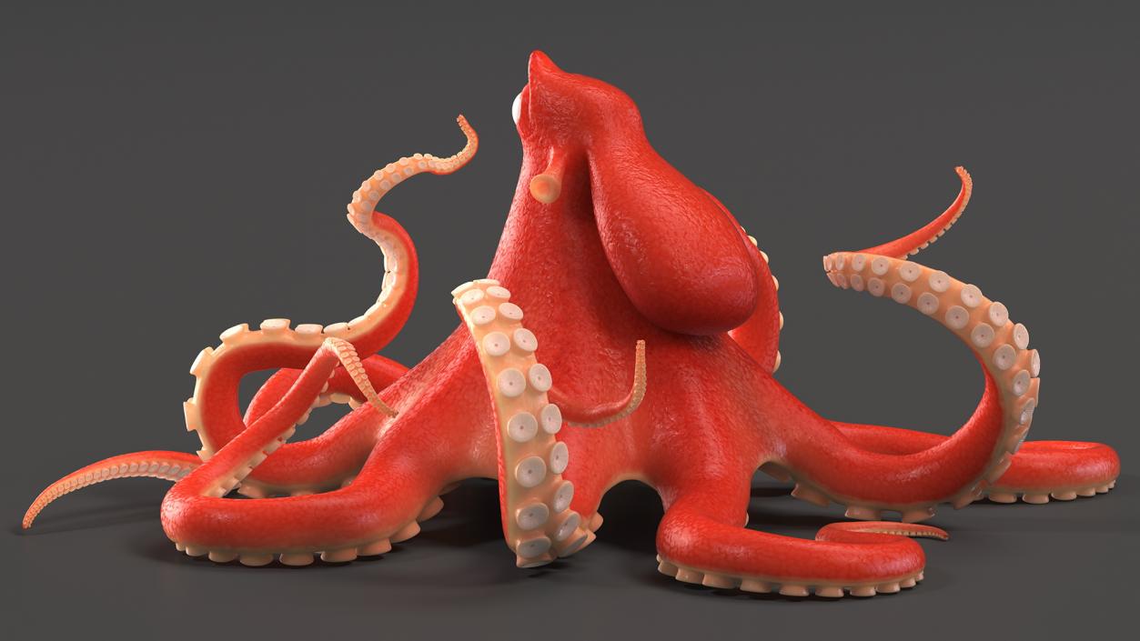 Cartoon Octopus Moving Pose 3D