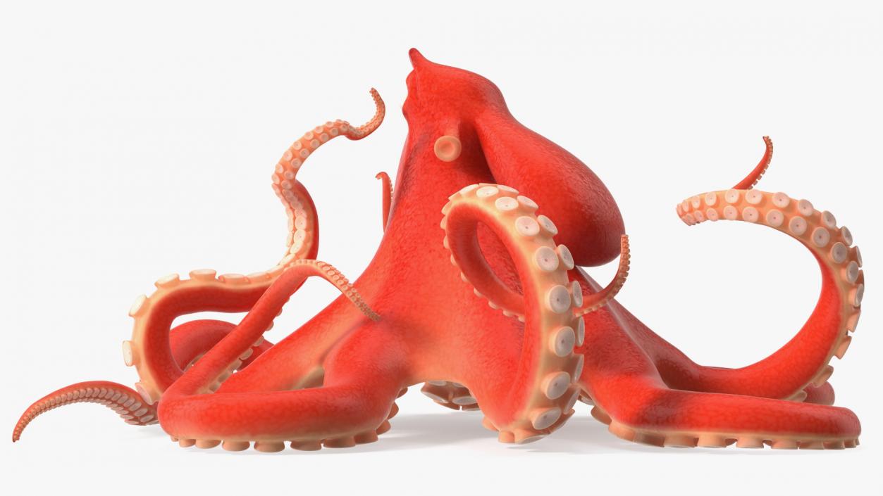 Cartoon Octopus Moving Pose 3D