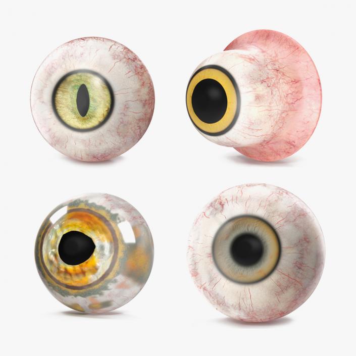 Realistic Animal Eyes Collection 4 3D model