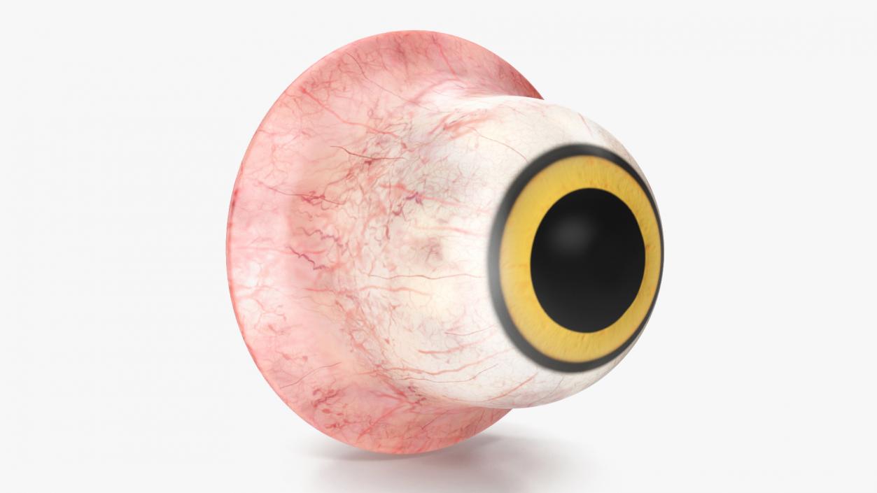 Realistic Animal Eyes Collection 4 3D model